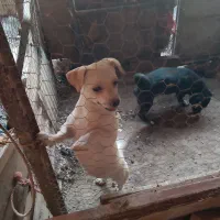 سگ نگهبان