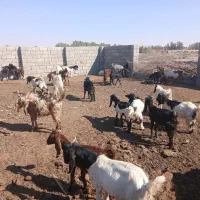 کهره فروشی (بز گوسفند)