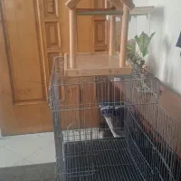 قفس پرنده،عروس هلندی