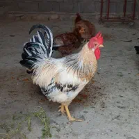مرغ و خروس محلی چغادک