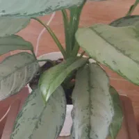 گلهای طبیعی اپارتمانی