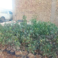 نهال پسته 1 ساله و 2 ساله|گل و گیاه طبیعی|شاهرود, |دیوار