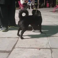 گمشده شمانیست|سگ|قدس, شهر‌قدس|دیوار