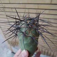 تفرو کاکتوس