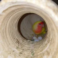 فروش چهار جفت طوطی برزیلی مولد درجه یک|پرنده|اشکنان, |دیوار