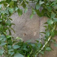 گل طبیعی نو از گلخانه|گل و گیاه طبیعی|مشهد, خواجه ربیع|دیوار