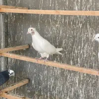 کفتر|پرنده|ورامین, ورامین|دیوار