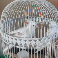 عروس هلندی آلبینو