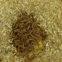 سوسک و کرم میلورم با لوازم