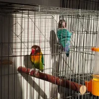 مرغ عشق انگلیسی و طوطی برزیلی