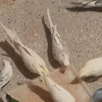 عروس هلندی|پرنده|زیرکوه, |دیوار