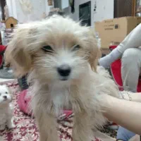 2عدد سگ توله|سگ|سبزوار, توحیدشهر|دیوار