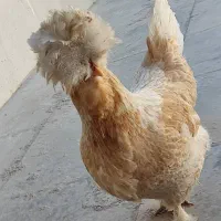 مرغ خروس