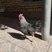 خروس درجه یک ۶ ماهه