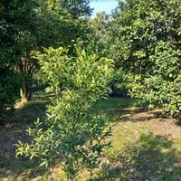 زمین باغ حدود 1000متر/تنکابن/تهاتربا ملک تهران کرج|فروش زمین و ملک کلنگی|تنکابن, |دیوار