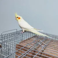 عروس هلندی دوماه،دون خور|پرنده|پردیس, فاز ۴|دیوار