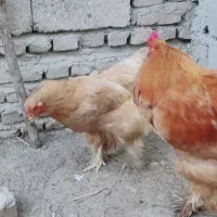 برهما|حیوانات مزرعه|کلاله, |دیوار