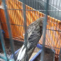 قناری|پرنده|تهران, امیریه|دیوار