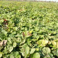 بذرتوت فرنگی کاماروس