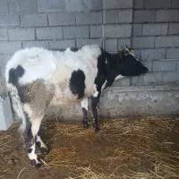 گوساله ماده