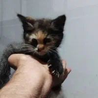 واگذاری رایگان بچه گربه