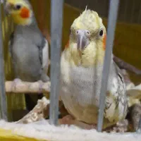 عروس هلندی جفت خورده|پرنده|صفادشت, |دیوار