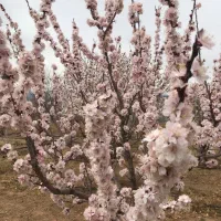 فروش باغ و زمین کشاورزی سند تک برگ|فروش زمین و ملک کلنگی|دهاقان, |دیوار