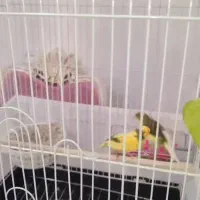 قناری نر و ماده
