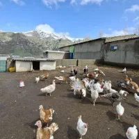 فروش بوقلمون نر و ماده