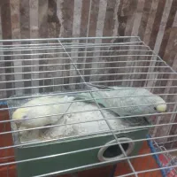 قیمت700 مرغ عشق|پرنده|بانه, |دیوار