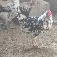 تخم مرغ گلین نطفه دار