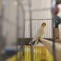 عروس هلندی نر 3 ساله معاوظه با سیامون نربالغ|پرنده|گرمسار, |دیوار