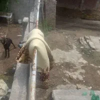 سگ دنبلانیئ