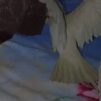 عروس هلندی گمشده