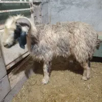 میش داشتی فروشی|حیوانات مزرعه|شوشتر, |دیوار