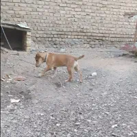 پاپی نر