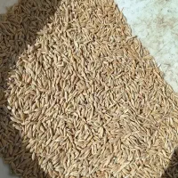 جو دیم و آبی شازند