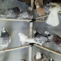 کفتر پرشی کبوتر اسمان