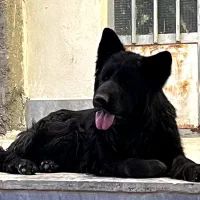 ژرمن بلک ماده