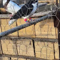 کبوتر|پرنده|دشتابی, |دیوار