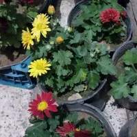 گل همیشه بهار|گل و گیاه طبیعی|مشهد, پنجتن|دیوار