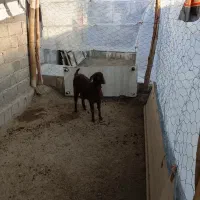 یک عدد بزغاله|حیوانات مزرعه|چناران, |دیوار