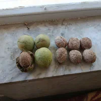 فروش گردو پوست کنده کیلو۳۰۰هزارتومان