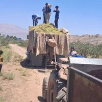 اکیپ کارگر پسته چینی