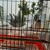 گلاستر نر اورجینال