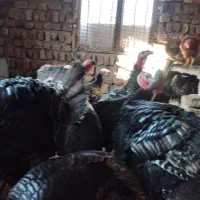 بوقلمون|حیوانات مزرعه|ساوه, |دیوار