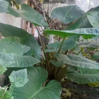 گل طبیعی بابا آدم|گل و گیاه طبیعی|آمل, |دیوار