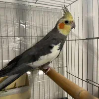 عروس هلندی نر اماده اماده و اوازه خوان با قفس