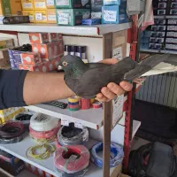 کفتر زاغ دم سفید