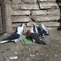 کفتر بوم|پرنده|مشهد, شهرک شیرین|دیوار